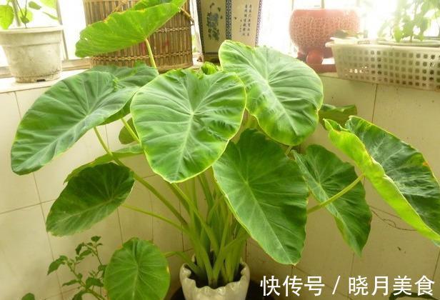 7种“蔬菜”冬天种,0度冻不死,吃一茬冒一茬,连续吃半年