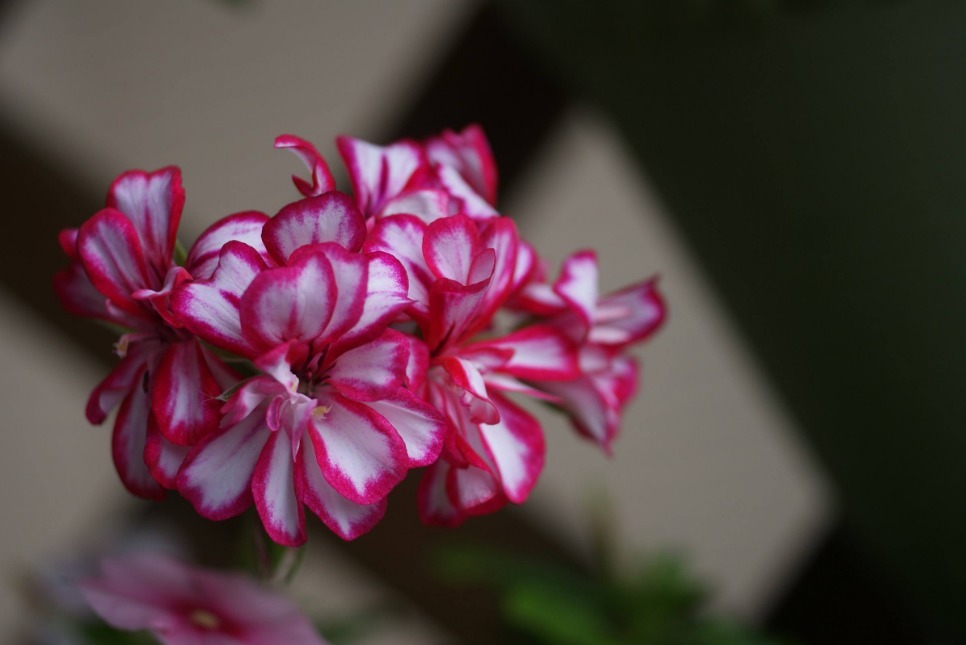 三种“懒人花”,管理越多越难成活,半月不浇水,反而花爆盆!