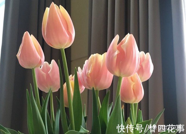 5种“一次性花”,开完花扔掉吧,浪费精力继续养,忒不划算