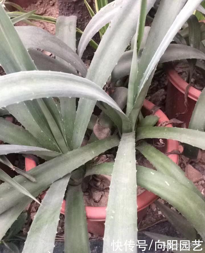 这种龙舌兰，城里卖30块一棵，山上到处是，很适合园艺造景