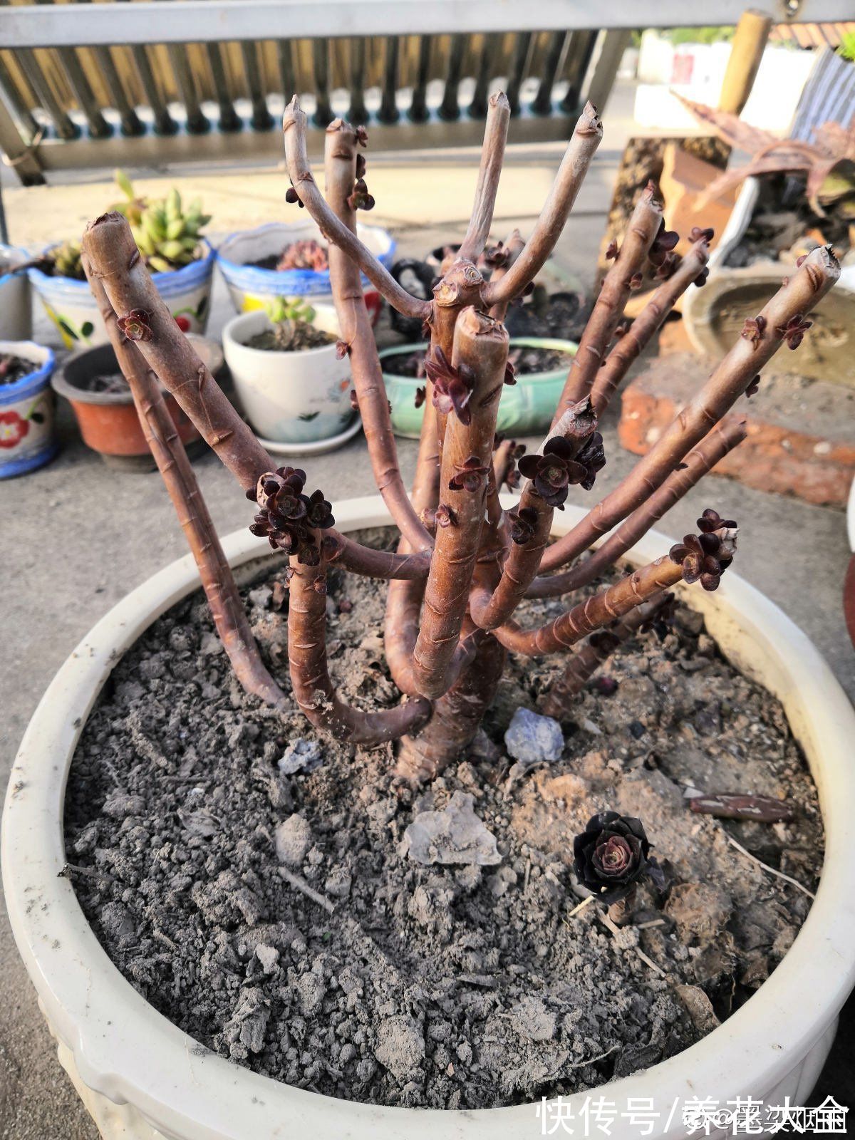 秋天|快死的花别丢掉,找对方法补救一下,还能重焕生机