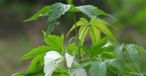 泡水|天然“胰岛素”找到了,每天坚持泡水喝,血糖悄悄往下掉,了解下