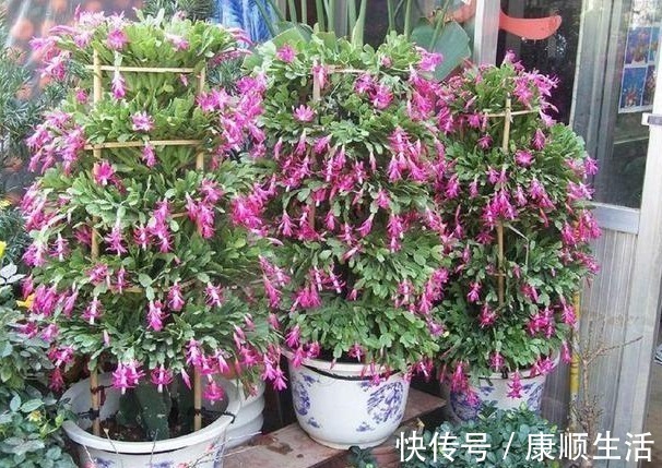 阳台|家里养上“3种花”,从年头“香”到年尾,阳台变花海,太美了