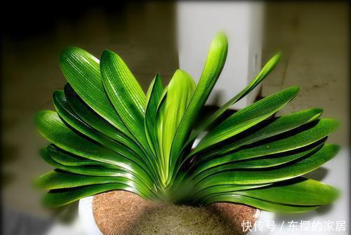 树叶|君子兰叶子长得参差不齐,学会以下几点,叶子特整齐