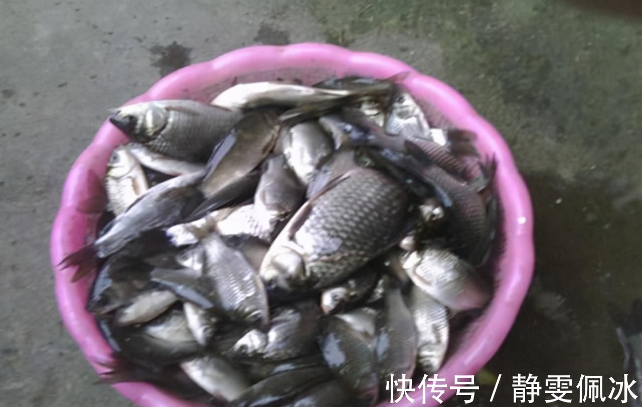 老钓友坦言,冬季钓鱼我只用这三种东西做饵料,鲫鱼一钓一个准
