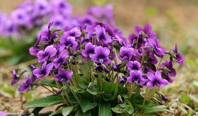 野草|上班族“十人九个脖子疼”常用河边一野草泡水抹,哪也不痛了