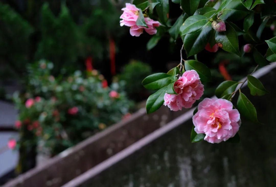 天青色等烟雨，宁波美到你！