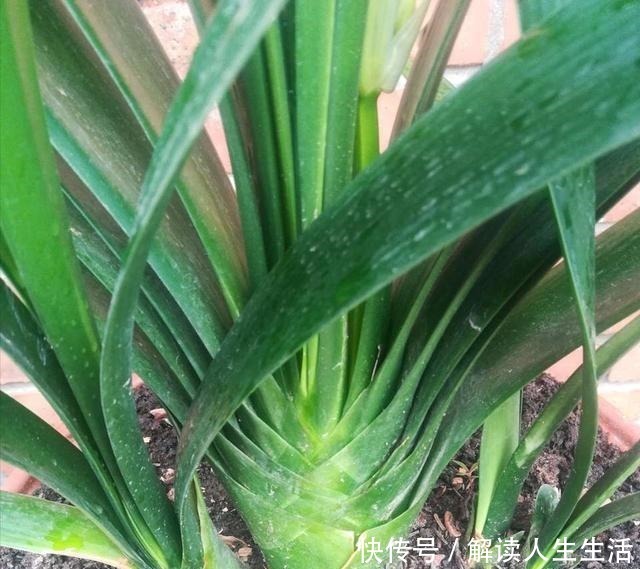 植物|养花13年，总结“6个”养花入门要点，三分钟看懂，养啥花都活！