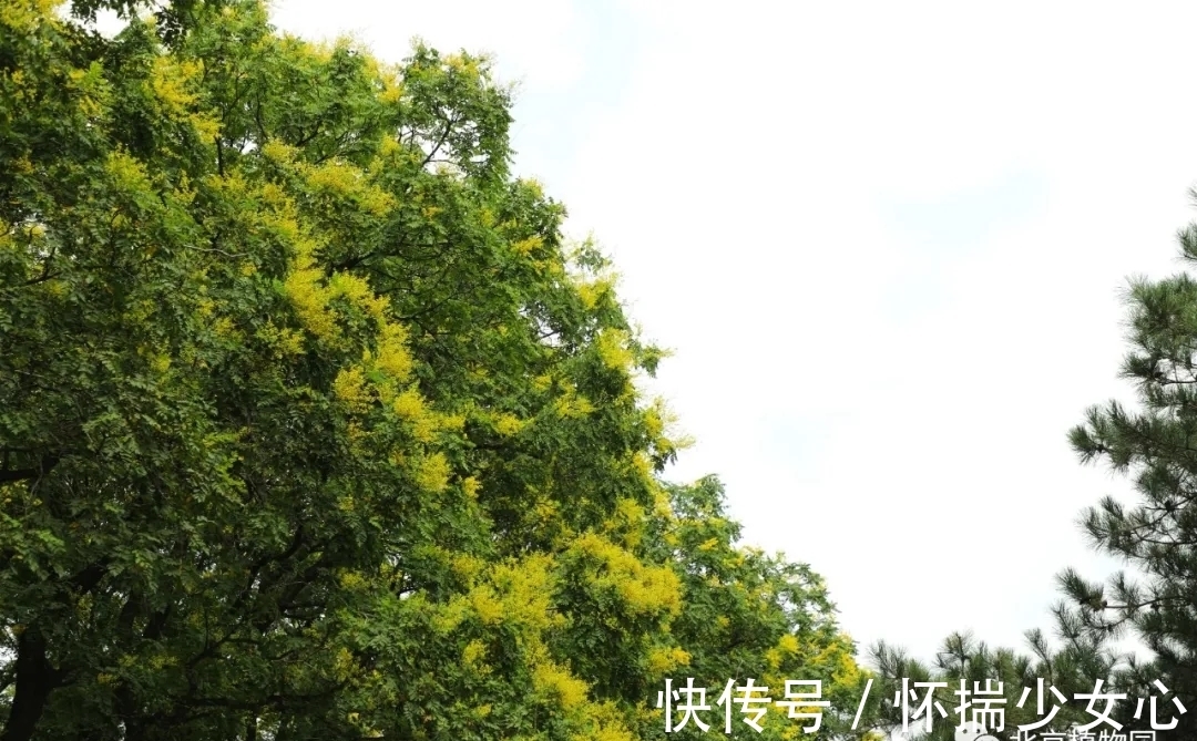 栾树花开缀枝头 树满黄金醉怡人