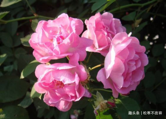 新手养花难这些花卉好养易开花，极其耐旱耐寒，爆盆快