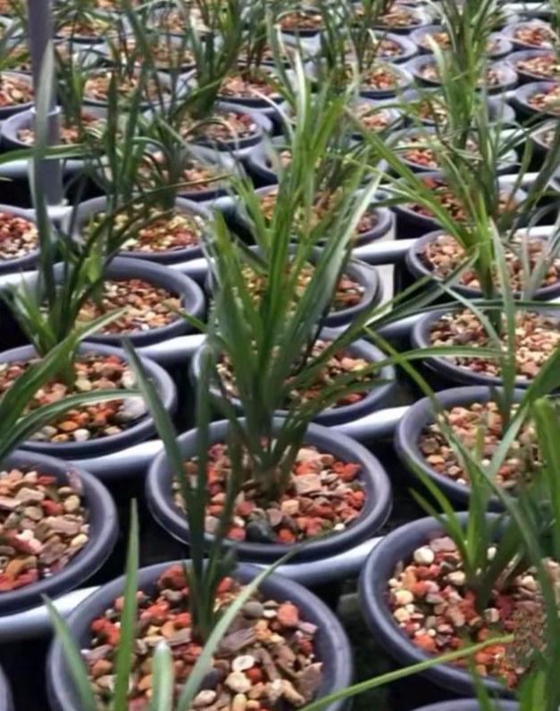 各种兰花对湿度的需求量,教你这样判断和调整的,很简单!