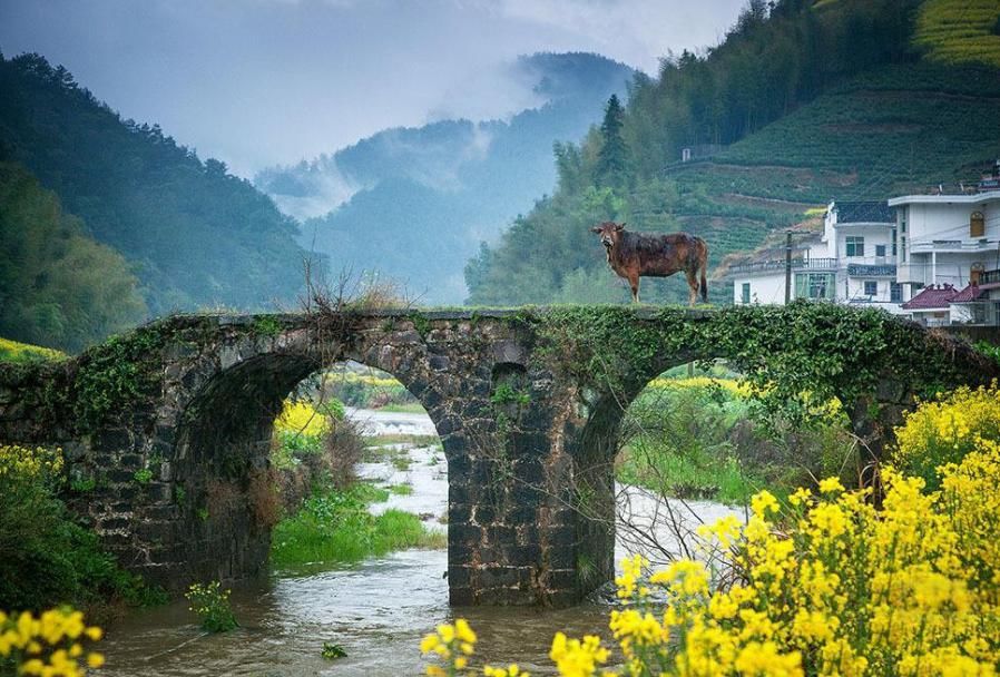  门前|古语说“门前有三树，家兴富三世”，是哪三种树？古人的美好寓意