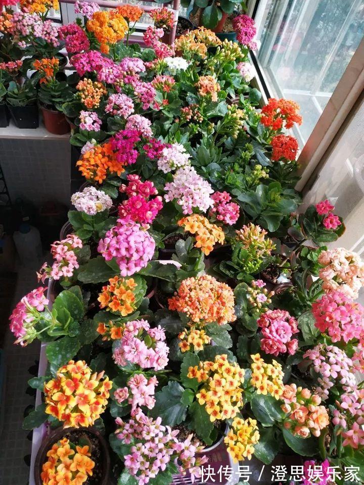 叶子|长寿的花苞迟迟不开用它喷两次，很快就能鼓起来！