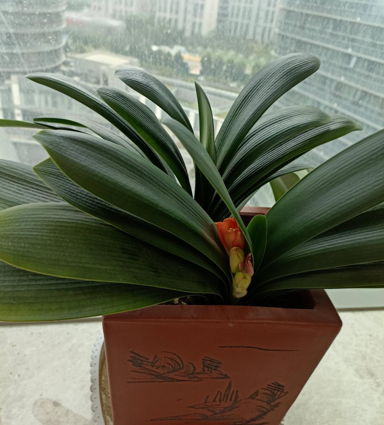 君子兰光长叶不开花该怎么处理？试试2招，开花壮观，一盆变多盆