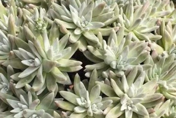 给多肉喂上这种“小零食”,新芽呼呼长,叶片肥厚,长得水灵灵的