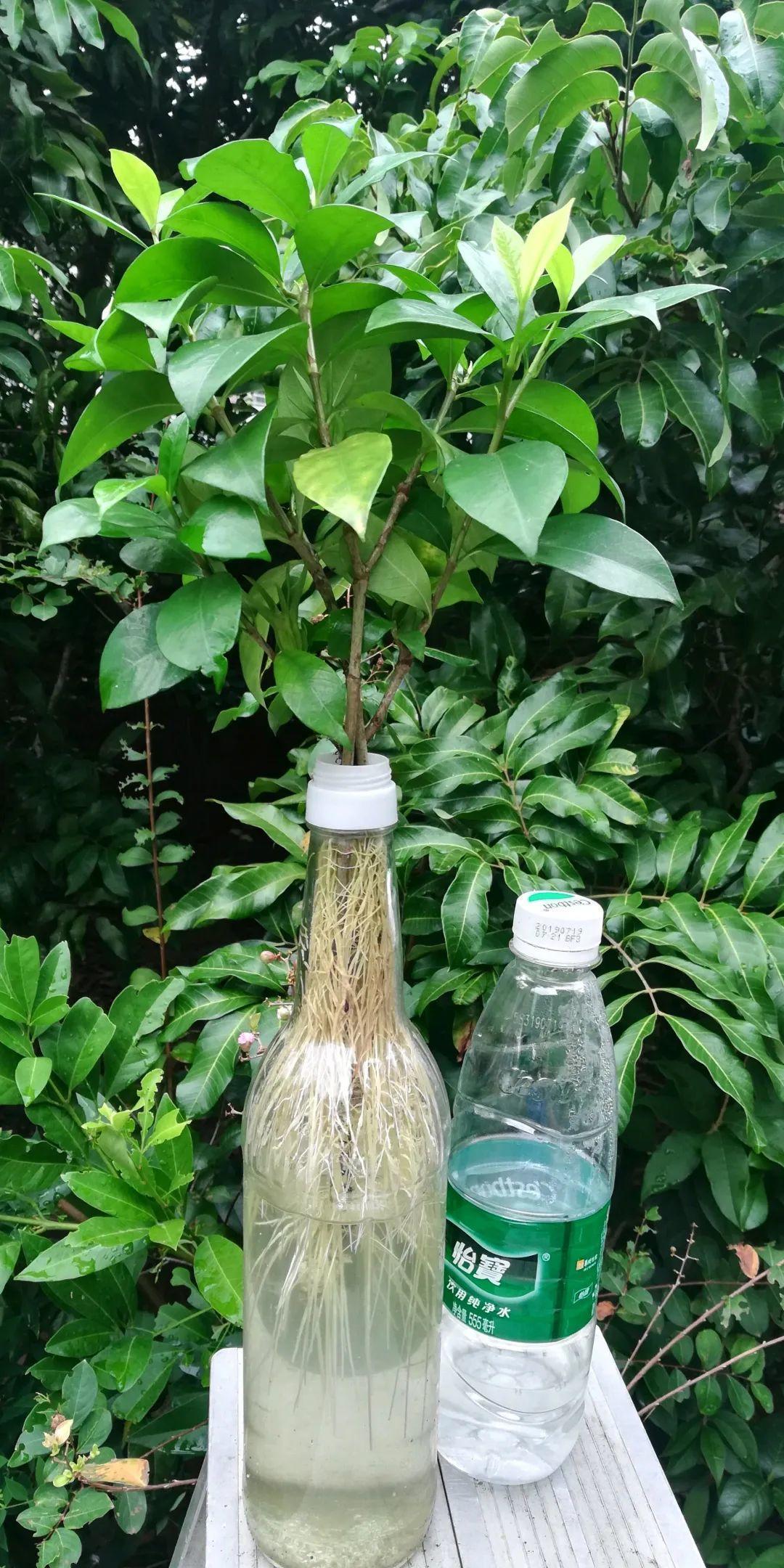 烂根|最难养的7种花，丢水里反而蹭蹭长，根系长满瓶！