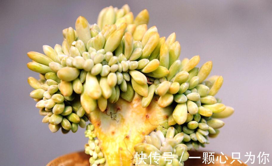 品种|喜欢多肉的人眼光都犀利:常规多肉遇冷,变异多肉反而受热捧