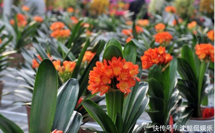 黄豆渣|君子兰不开花学会1招，叶片绿油油，花朵开爆盆，年年开花不断