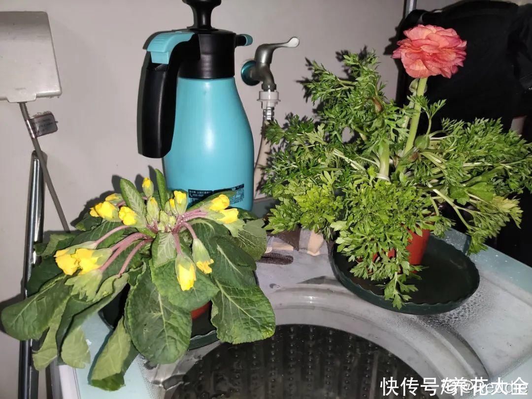 杜鹃|10种花最怕晒，搬进屋里养，不然要死光