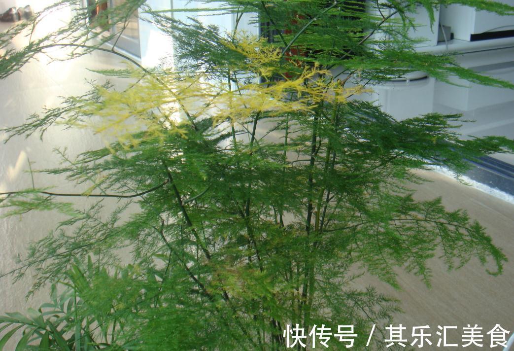 三种植物夏天爱黄叶,改善养殖方法,叶片绿,长势好