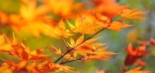 农历|阴历哪几天出生的孩子,是上等命,孝顺又有出息,早晚出人头地