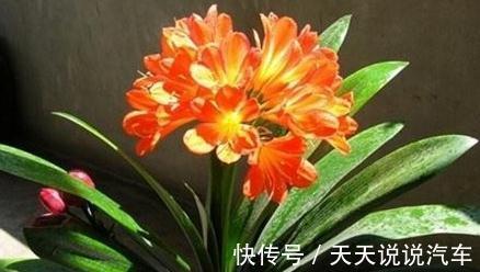 怎么养好君子兰，君子兰四季养护管理及注意事项