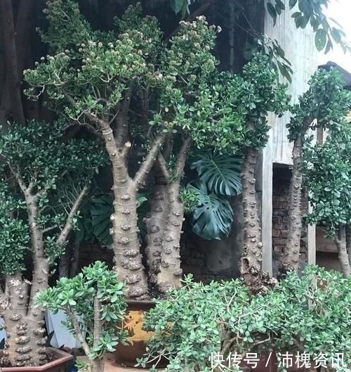 把“厚脸皮”养到“碗口粗”，用了5年时间，可以当传家宝了