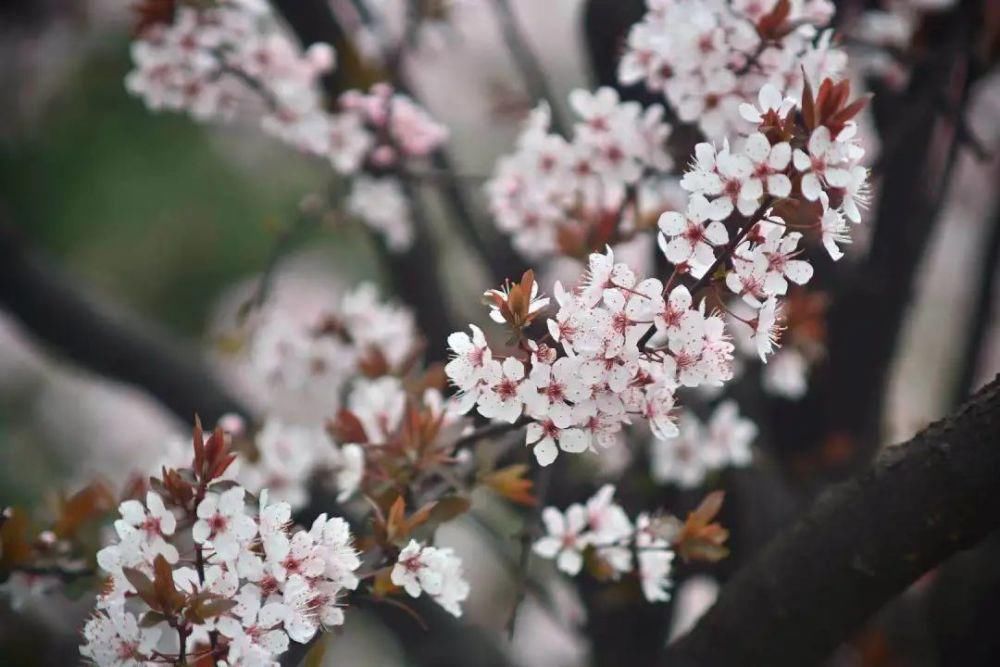 春日暖阳，綦江花花花花花来了...