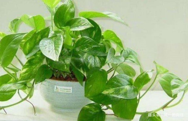 绿萝|家里养这3种植物,净化空气,效果堪比“净化器”,你家养了吗