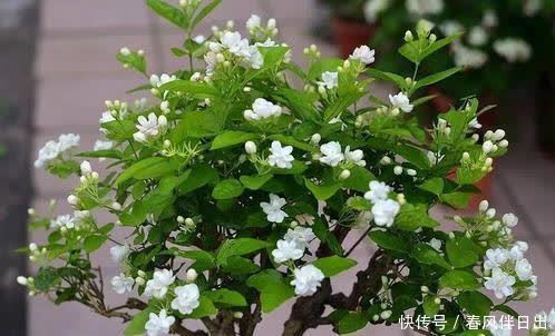 养了3年的茉莉花变老桩,长成“巨无霸”,清香宜人大半年!