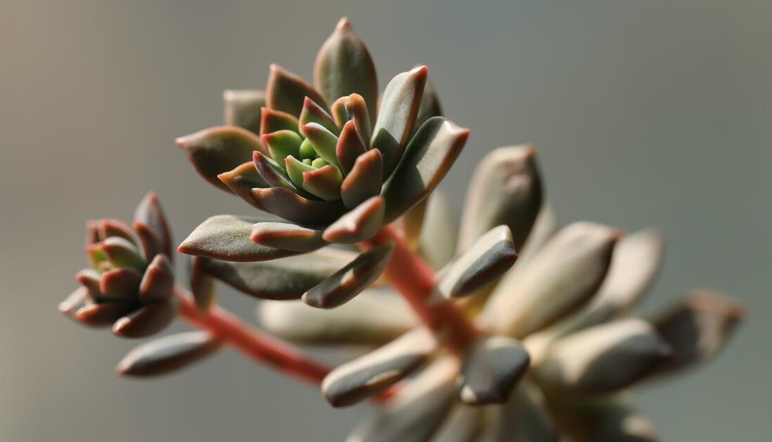 冬天养多肉,记住七句口诀,能把“瘦肉”养成“肥肉”