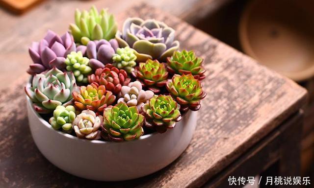 盆栽|家里养这4种懒人花卉盆栽,好养易活好爆盆,最后一种人人都喜欢