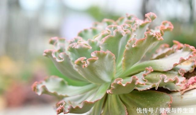 多肉植物休眠的3个原因,休眠害处大,能避免尽量避免!