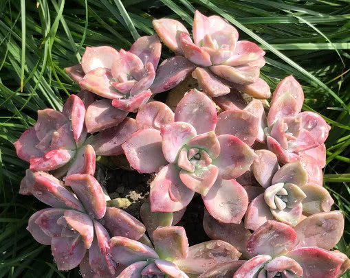 多肉紫乐怎么养更艳丽教你3个小妙招,养出梦幻色彩的紫乐