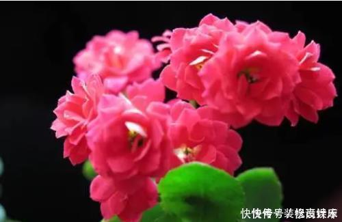 长寿花|2种东西埋盆里，长寿花呼呼长，开花满盆