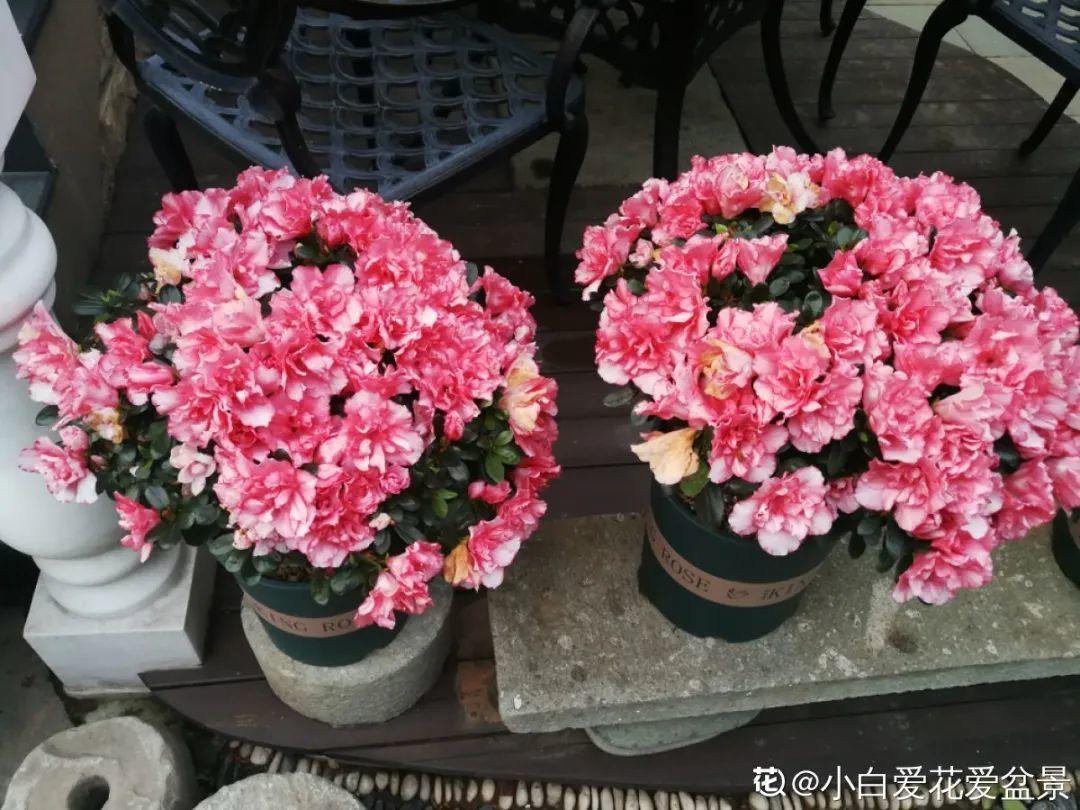 干枯|10种花特怕晒,越晒越黄叶,搬阴凉地儿才能活!