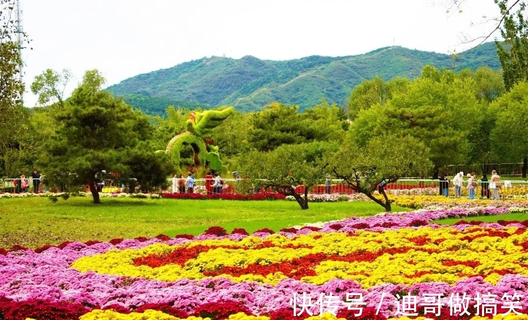 多头菊|秋菊有佳色 植物园花海邀您赏