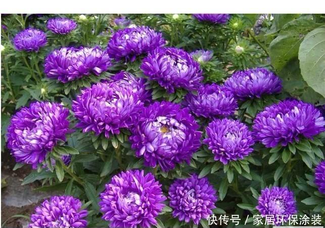 格桑花四季可播种,颜色鲜艳开花漂亮,种上种子一周就出苗,好养