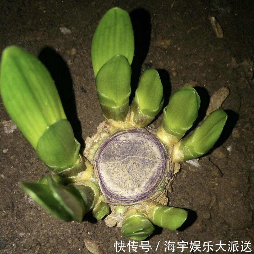 君子兰|李大姐养君子兰，开春“切一刀”，养60天，冒出9个芽，要爆盆了