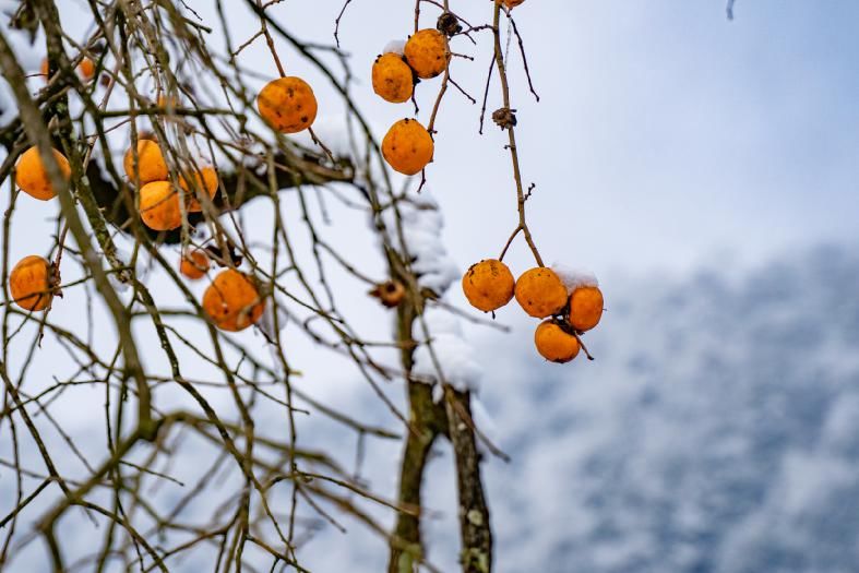 一大|德阳各地雪景美照大曝光！隔壁城市都羡慕哭了！一大波视频照片……