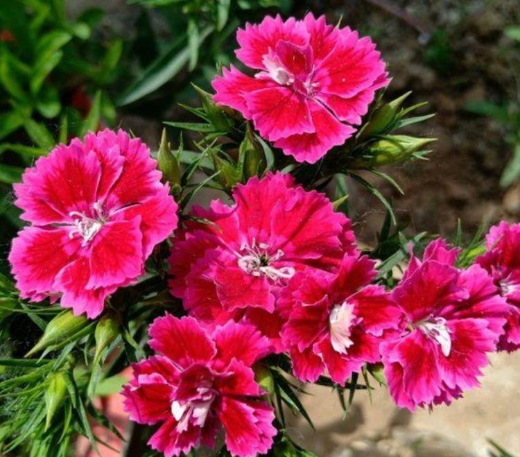 4种花好养易活,旺财又养人,花朵迷人,阵阵花香,花朵大!