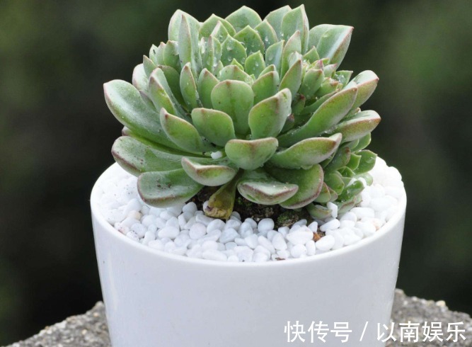 技巧|多肉植物夏天很难养只需要掌握3个技巧，夏天多肉一样生命旺盛