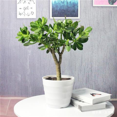 3年玉树养成老桩，教你1招，枝干粗壮蹭蹭长个！