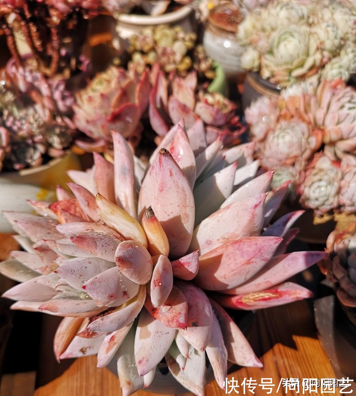 “养肉先养根”，提高温度，湿度，发根快，根系越多越好养