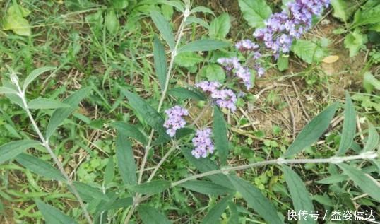 此野草能醉鱼,山上很多,已经被“禁用”,建议收藏
