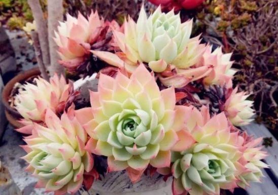 多肉植物|温度低多肉不生长?给它做4步,反而养出“美肉肉”,直接出状态