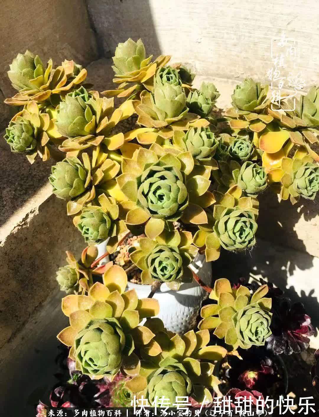 蚧壳虫|远嫁他乡,多肉是我孤寂时最美的陪伴!