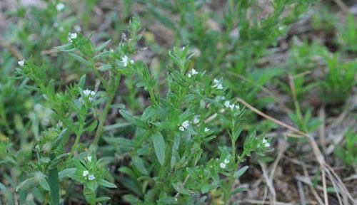 这种长在水沟边的野草,叶片上都是毛,不仅能强筋骨,还能治胃痛
