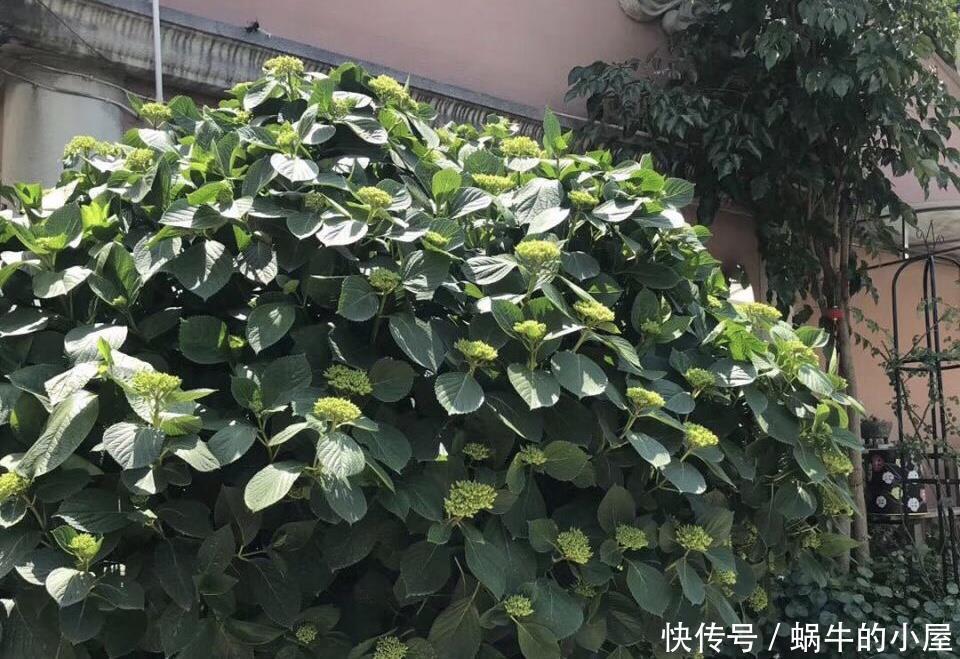 绣球|5种漂亮花,喜欢“穷养”,挤在破盆里,能养30年