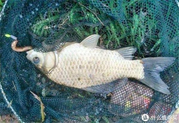 蚯蚓被誉为“万能饵料”,这些细节却常被忽略,爱钓鱼的你别错过